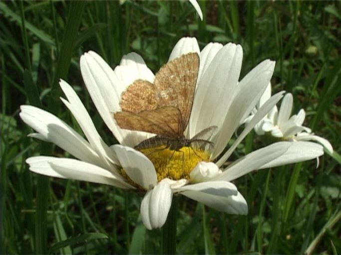 Heidespanner ( Ematurga atomaria ), Männchen : Am Niederrhein, Biotop, 18.05.2007